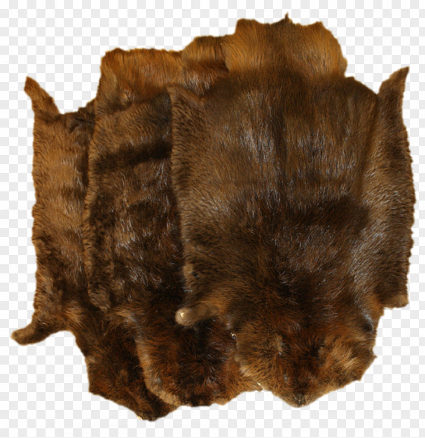 Wolf Fur Muskrat Canidae Biberfell Coypu PNG
