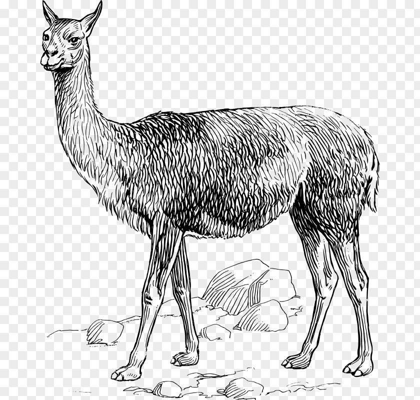 Animal Sign Llama Alpaca Vicuña Clip Art PNG