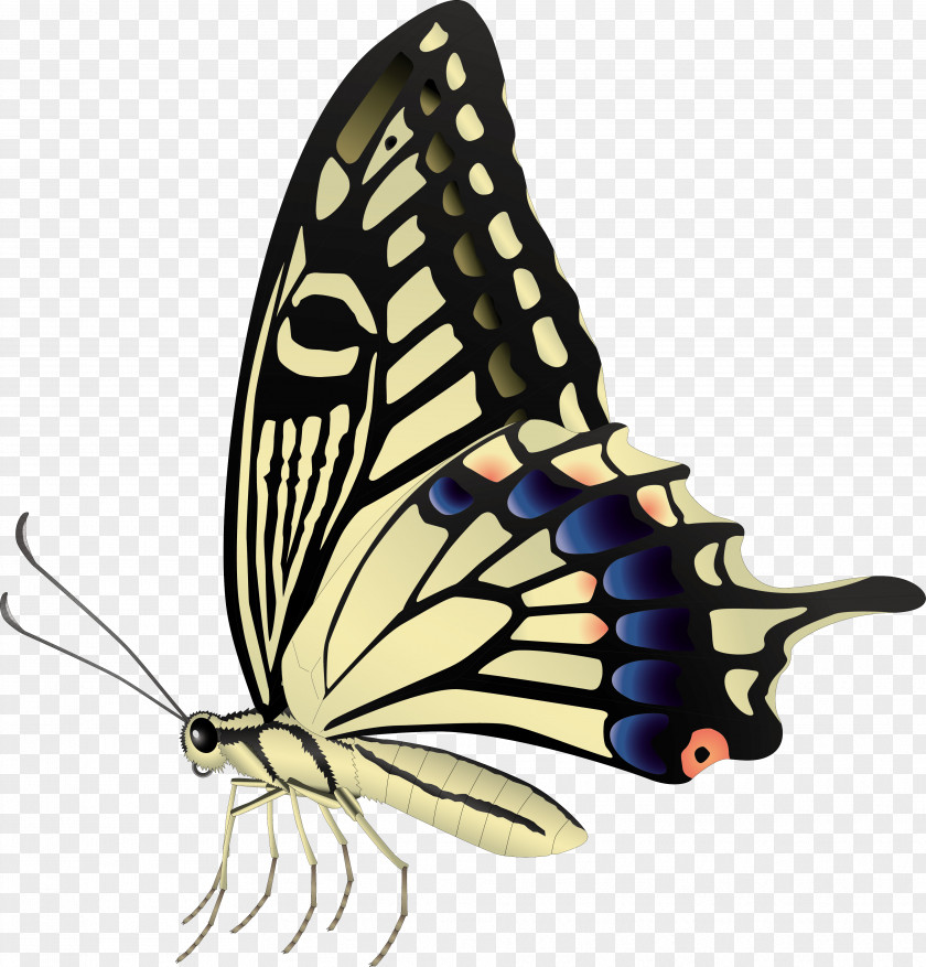Butterfly Royalty-free Photography Drawing PNG