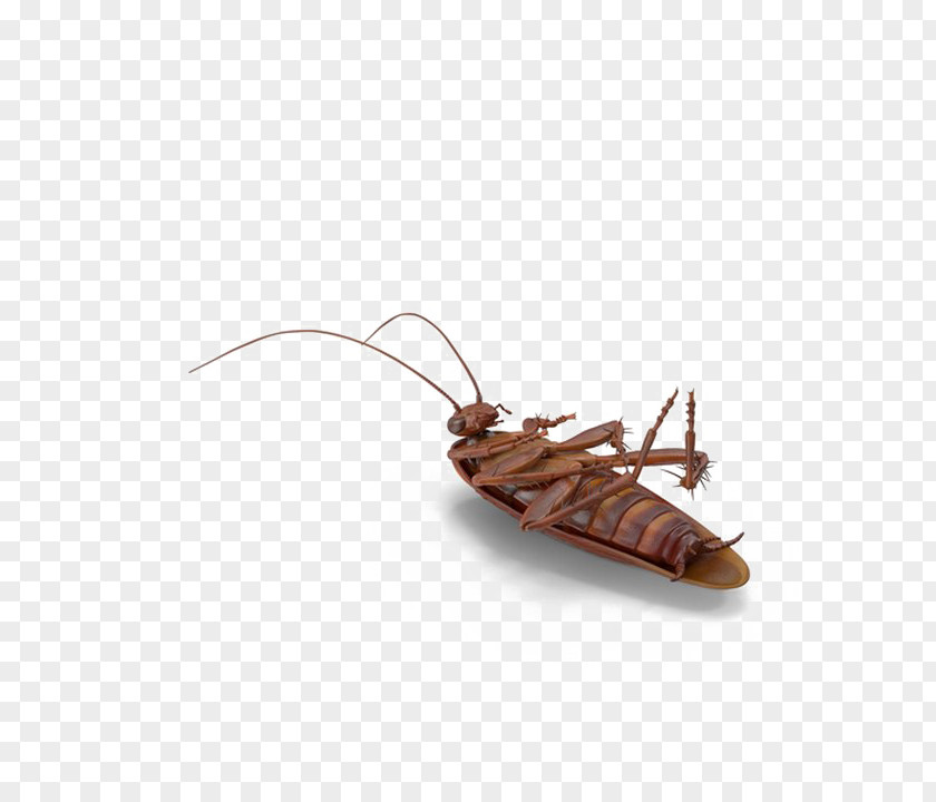 Cockroach Image Transparency Vector Graphics PNG