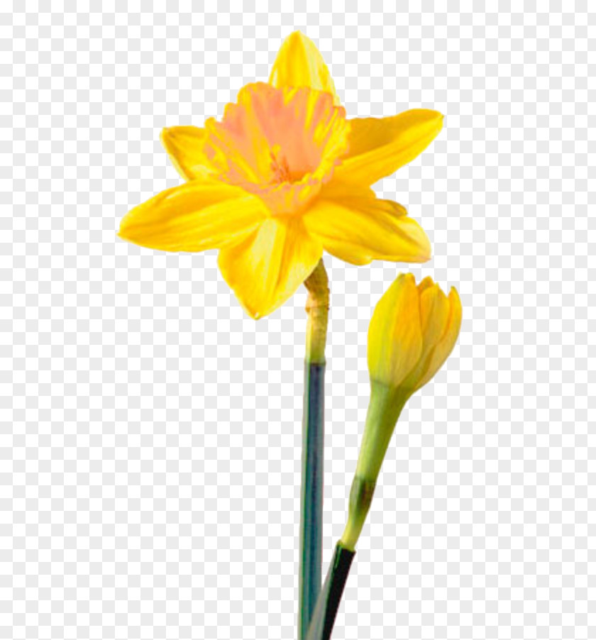 Flower Birth Clip Art Tulip Bulb PNG
