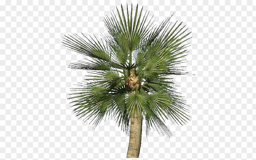 Mediterranean Asian Palmyra Palm Chamaerops Humilis Sabal Arecaceae Plant PNG