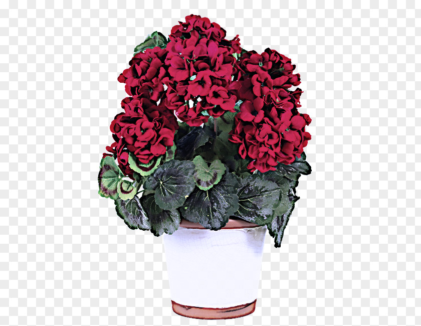 Petal Hydrangea Flower Plant Flowerpot Red Flowering PNG