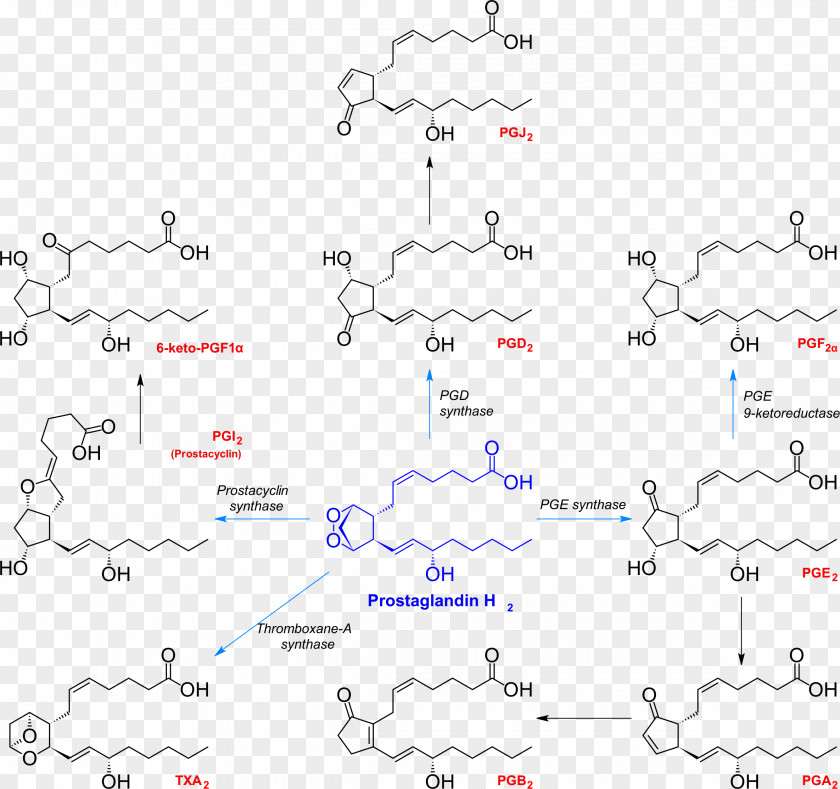 Prostaglandin H2 Thromboxane Chemical Synthesis Prostacyclin PNG