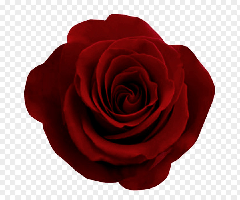 Red Rose Image Picture Download Other Rivers Flower PNG