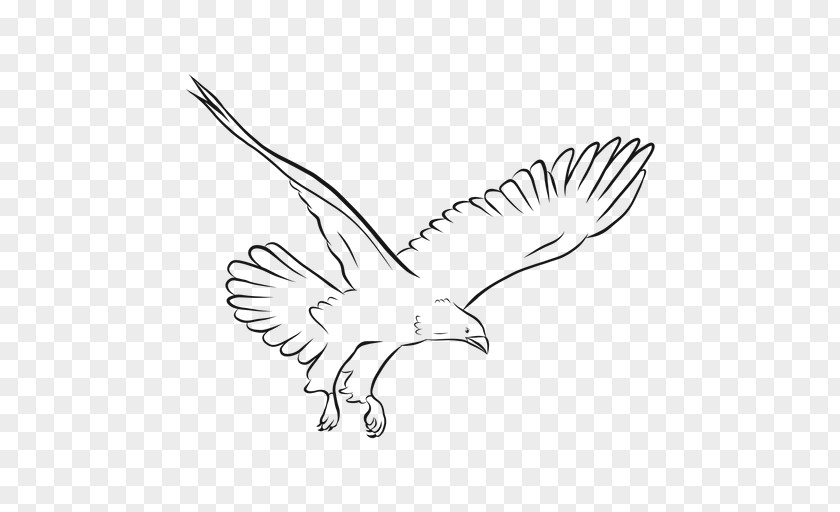 Seabird Falconiformes Bird Line Drawing PNG