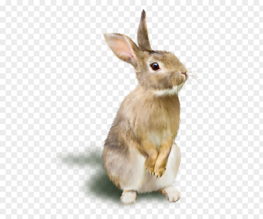A Rabbit Raster Graphics RGB Color Model PNG