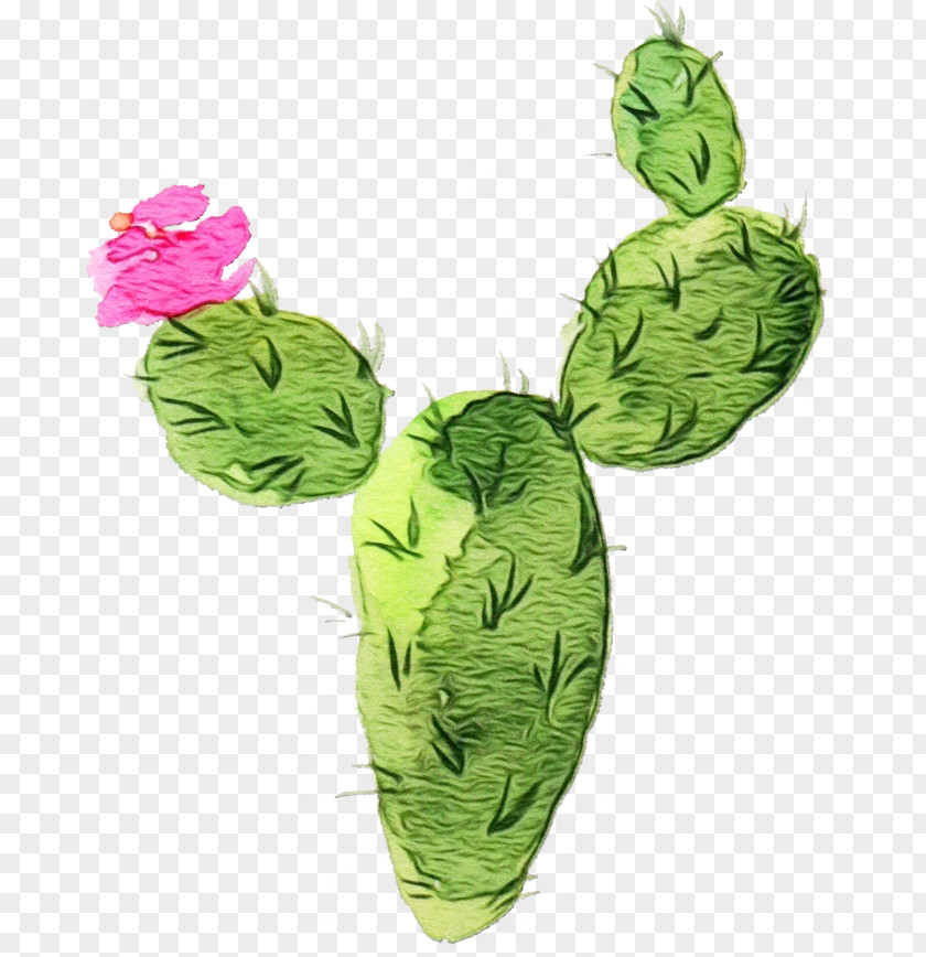 Green Leaf Plant Vegetable Flower PNG