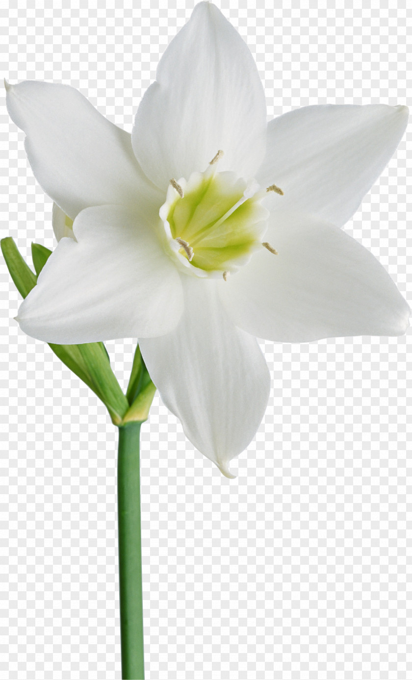 Gurdwara Flower Daffodil Albom Clip Art PNG