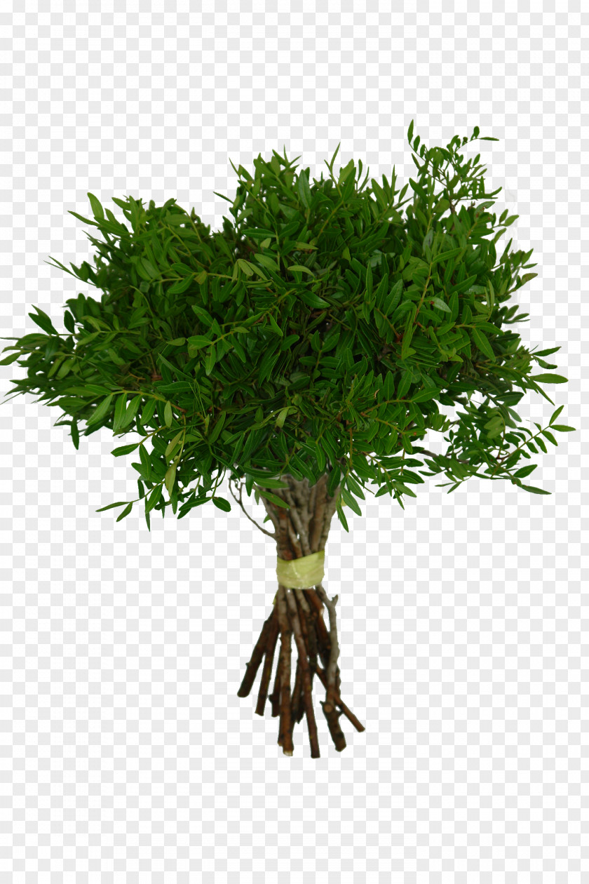 Herb Pistachio Arecaceae Tree Rafija Palma PNG
