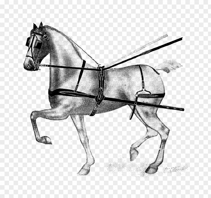 Horse Racing Mule Pony Bridle Rein PNG