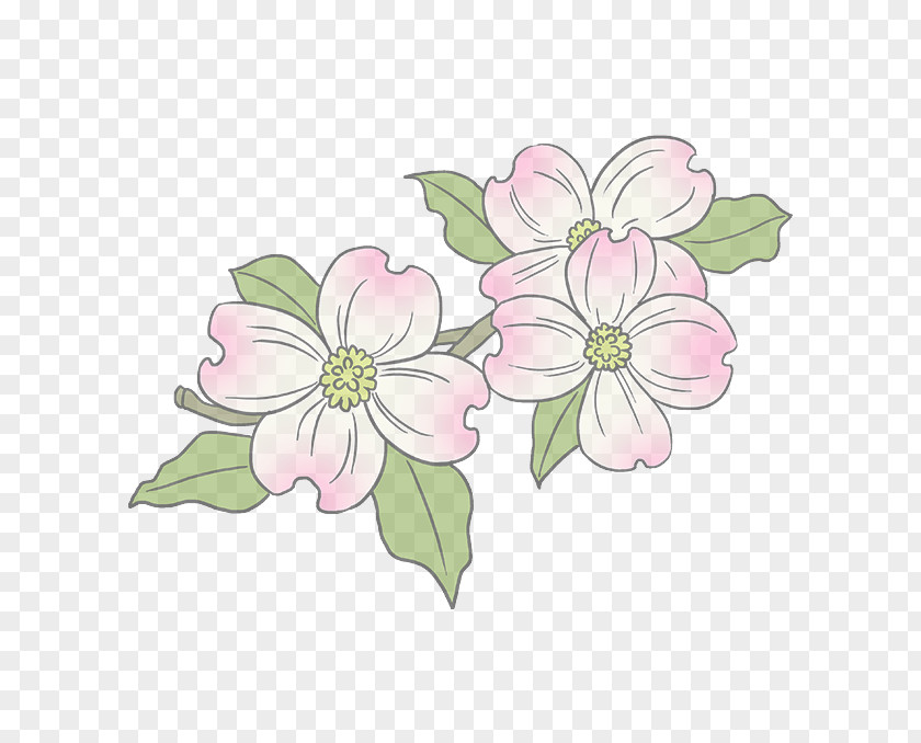 Wildflower Blossom Flower Pink Petal Plant Flowering PNG