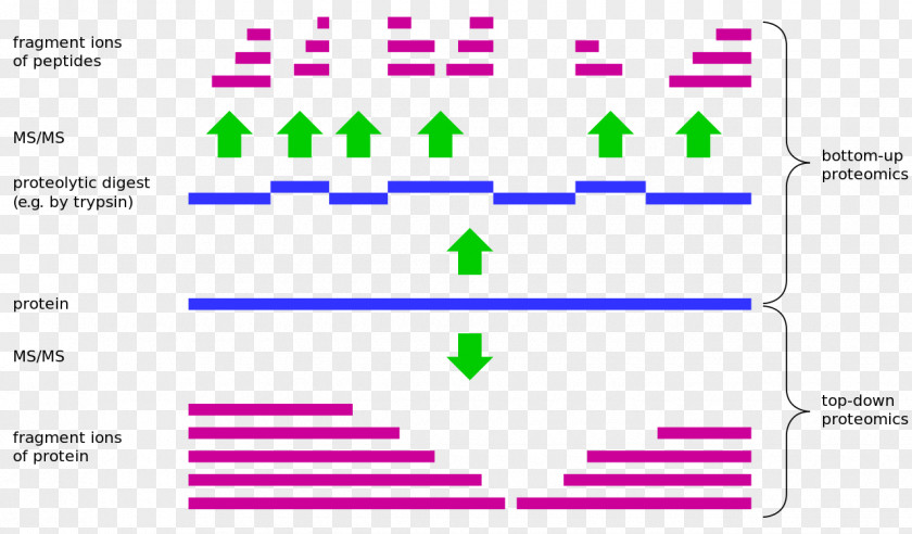 Bottom Top-down And Bottom-up Design Proteomics Und PNG