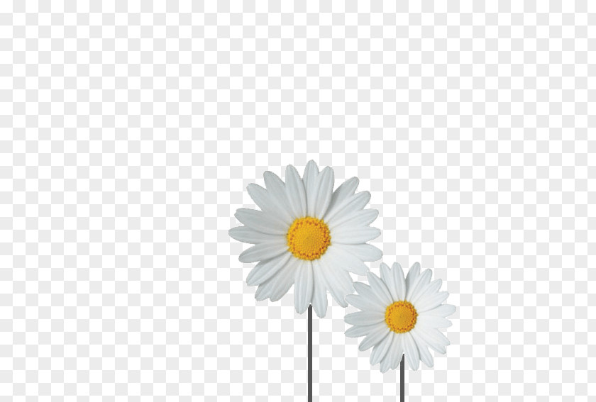 Flower Common Daisy Daisy-Doo Sticker Afghan PNG
