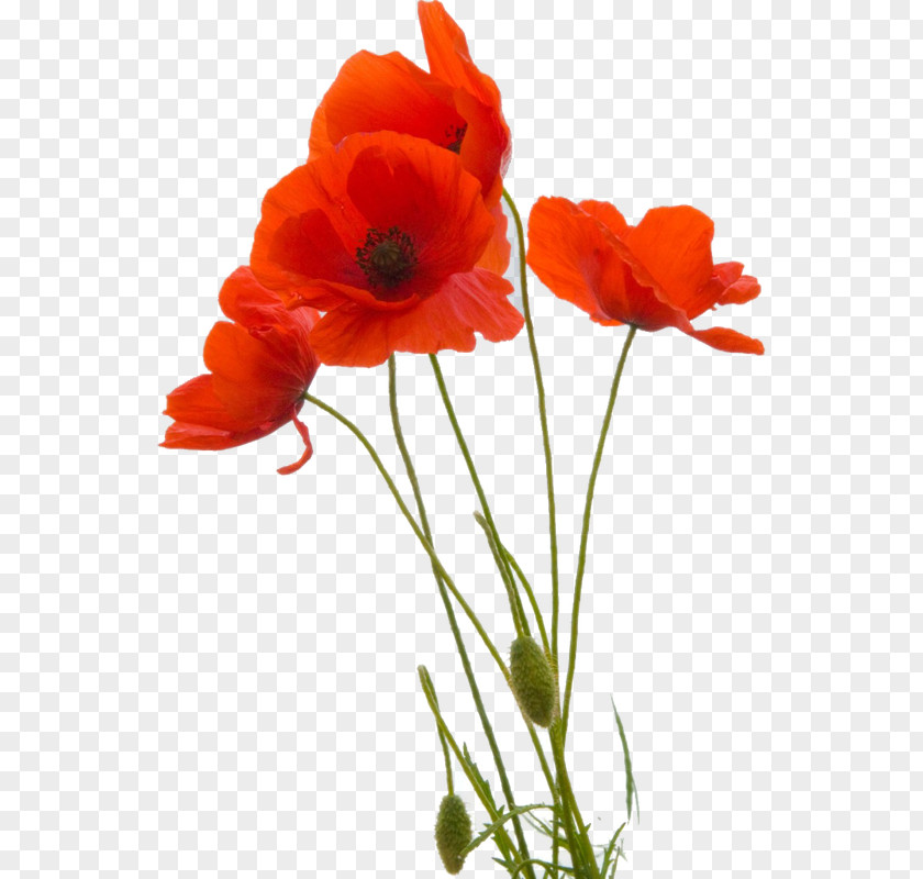 Flower Common Poppy Remembrance Opium PNG