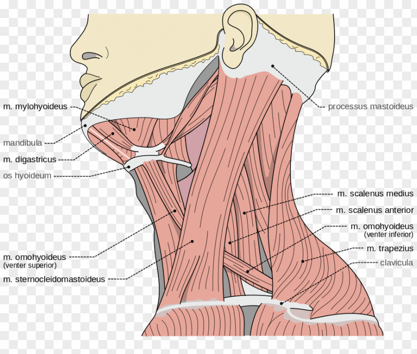 Muscles Posterior Triangle Of The Neck Anterior Triangles Anatomy PNG