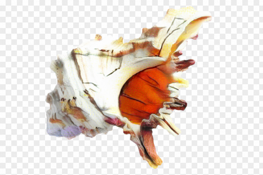 Orange Sea Snail Cartoon PNG