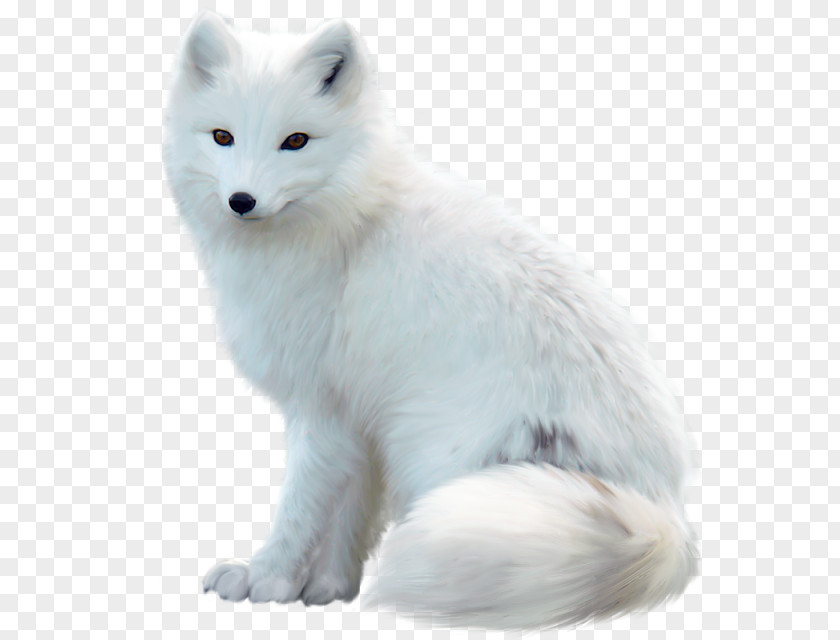 Arctic Fox Red Silver Dog PNG