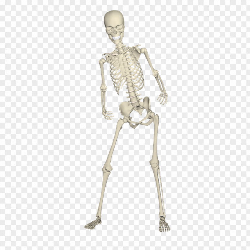 Dancing Skeleton Shelf Human Bone Skull PNG
