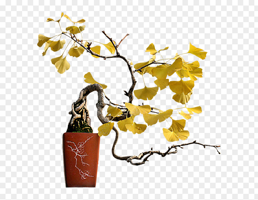 Flower Twig Flowerpot Houseplant Bonsai Plant Stem PNG