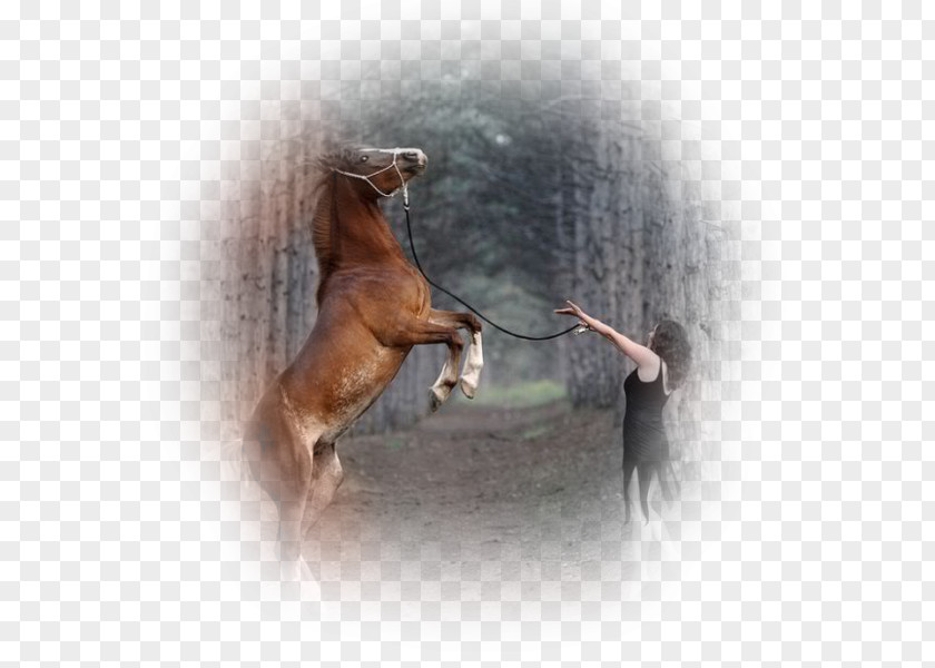 Horse Show Equestrian Animal PNG