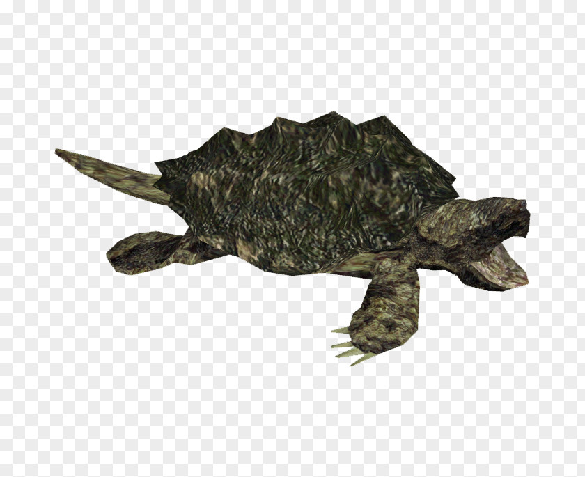 Snapping Turtle Picture Common Alligator PNG