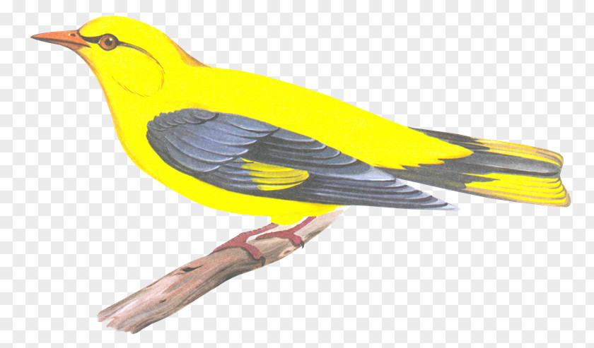 Aves Eurasian Golden Oriole Finch Bird Beak Old World Orioles PNG