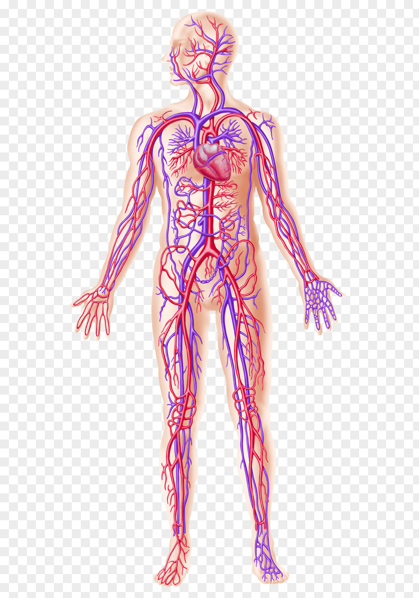 Circulatory System Human Body Blood Vessel Organ PNG system body vessel system, weight loss exercise clipart PNG