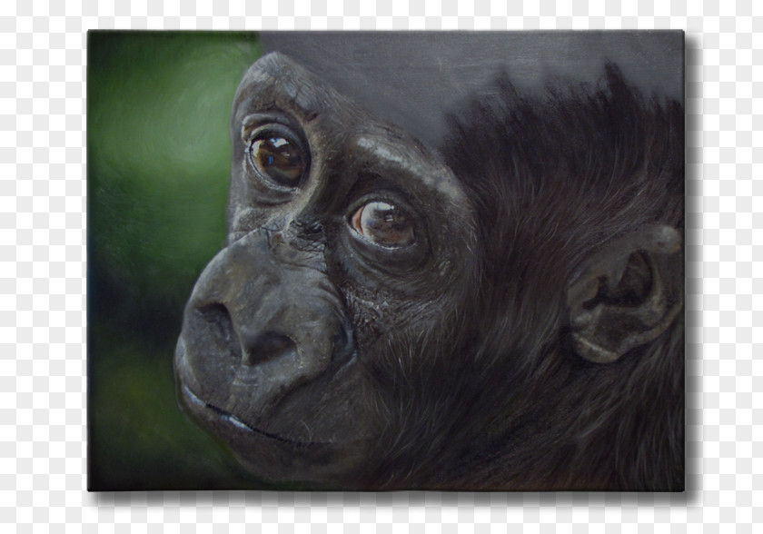 Gorilla Common Chimpanzee Animal Wildlife Painting PNG