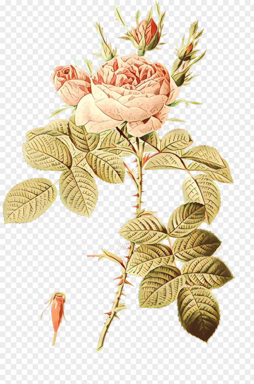 Rose Order Cut Flowers PNG