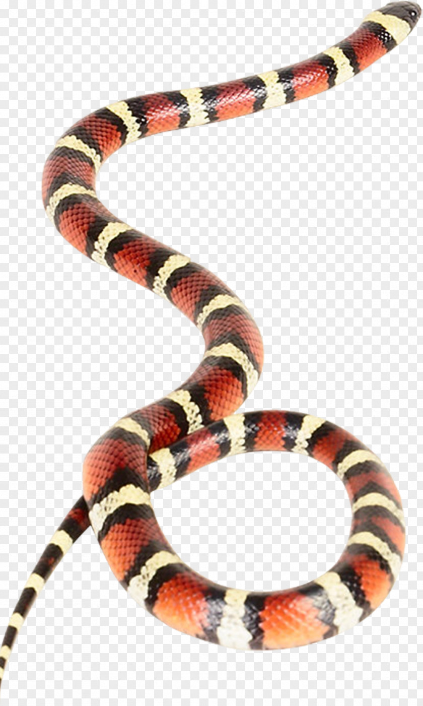 Snake Venomous Vipers Coral Rattlesnake PNG