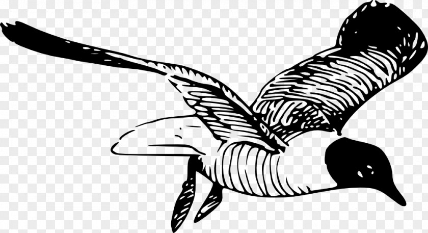 Wing Line Art Beak Tail Black-and-white PNG
