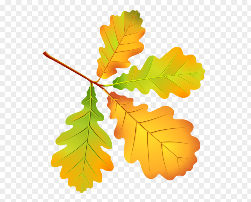 Autumn Leaves Leaf Drawing Tree PNG