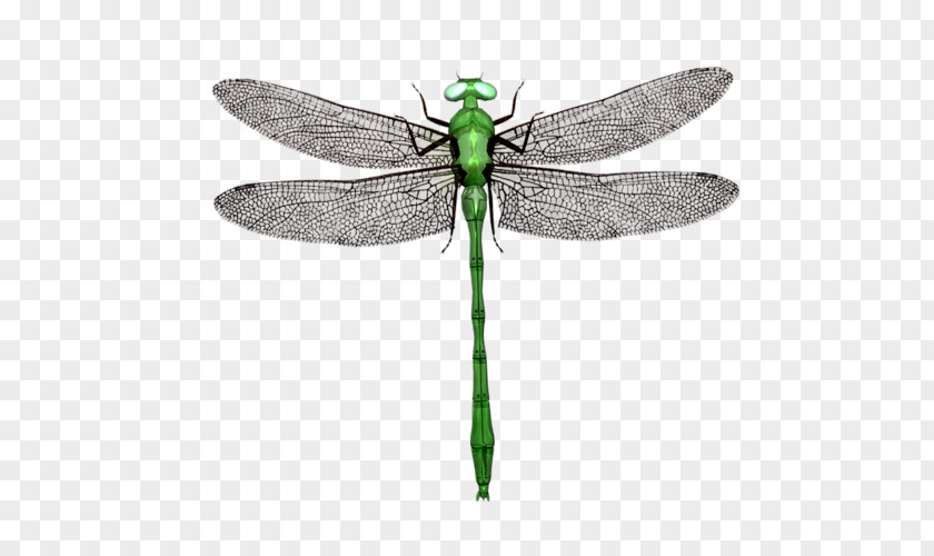 Dragonfly Stock Illustration Photography Drawing Royalty-free PNG