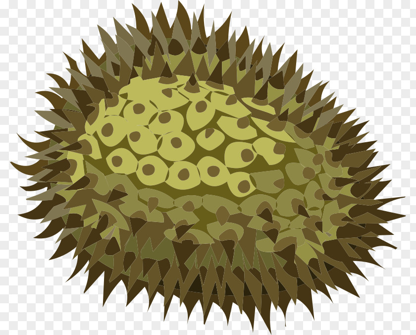 Durian Directional Sense PNG