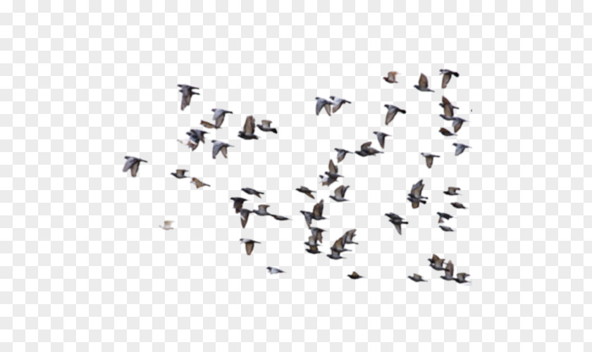 Excellent Bird Rock Dove Columbidae Flight Avialae PNG