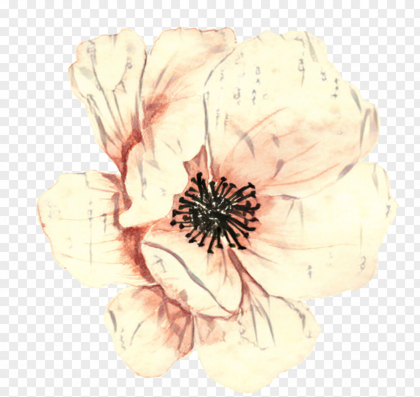 Magnolia Anemone Modern Abstract Background PNG