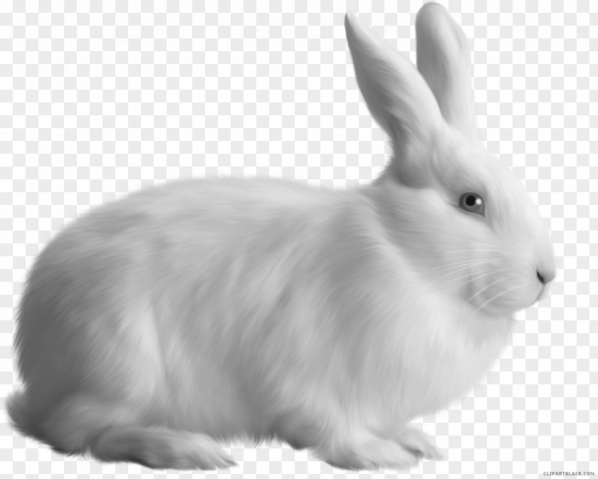 Rabbit Domestic Hare European PNG