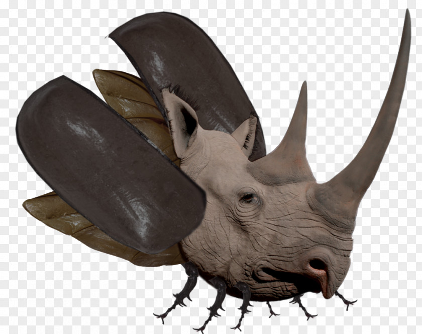 Rhino Rhinoceros Beetle Horn Hippopotamus Dynastinae PNG