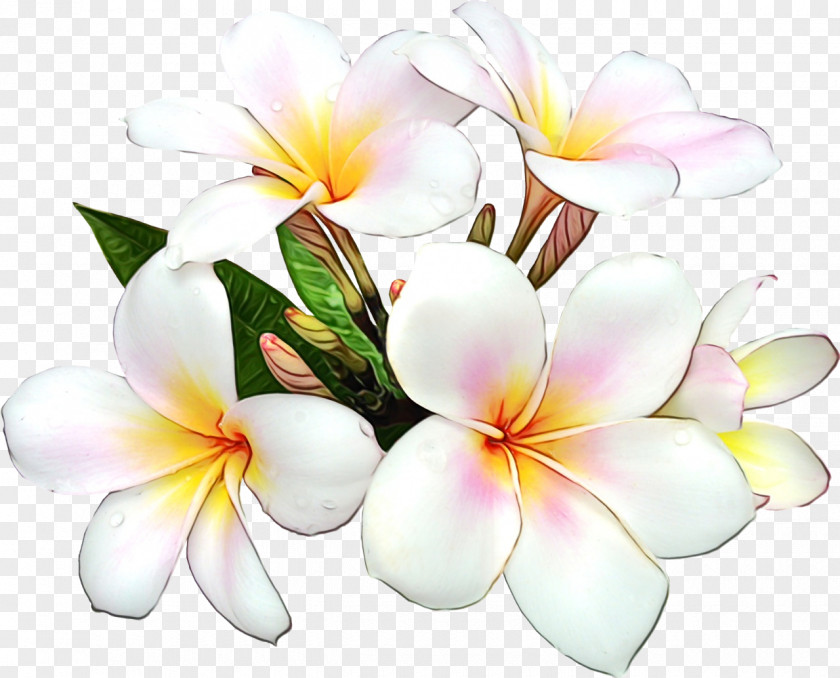 Flower Floral Design Clip Art Image Orient Bay, Saint Martin PNG