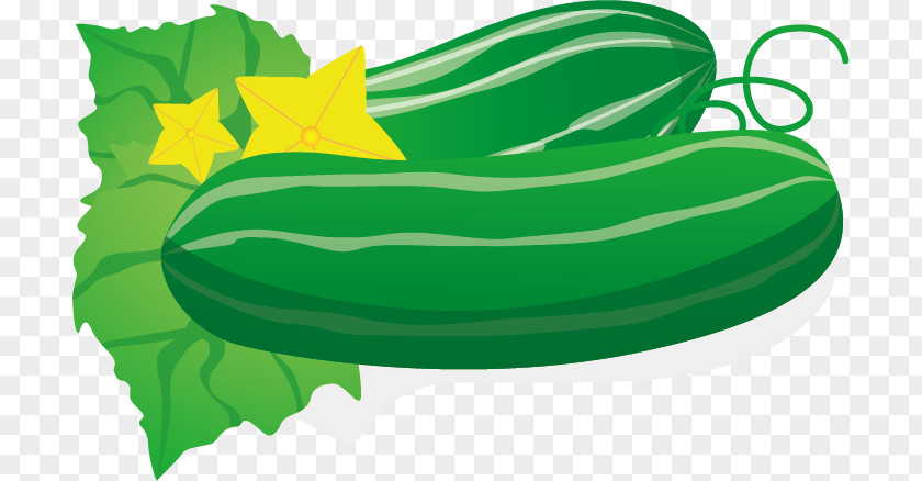 Fresh Cucumber PNG