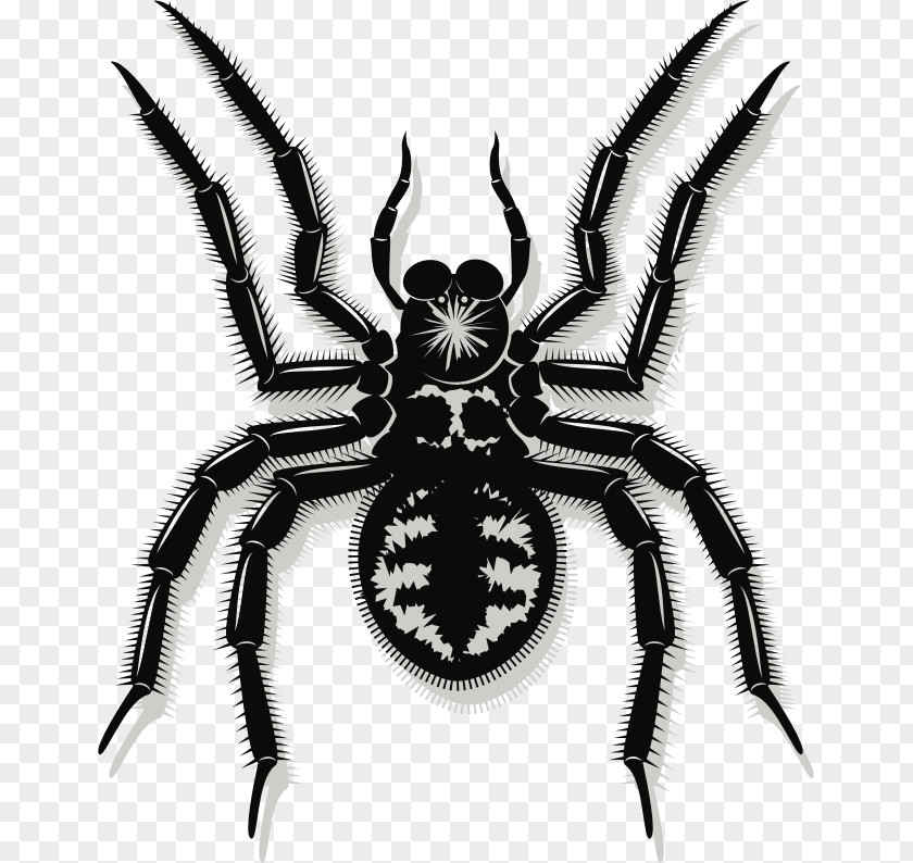 Spider Vector Graphics Clip Art Image PNG