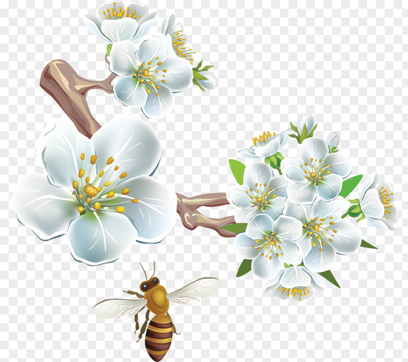 White Pear Flower PNG