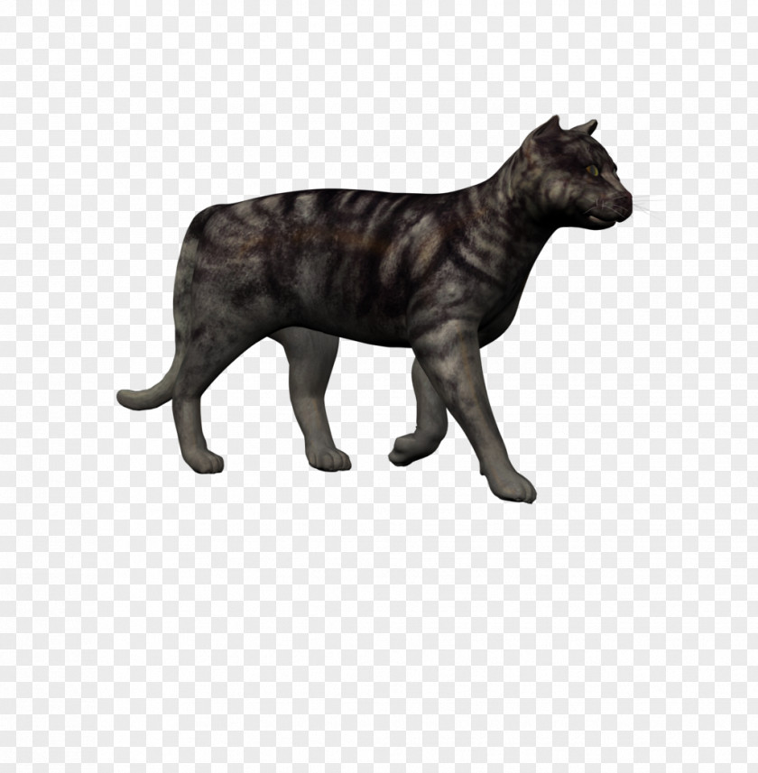 Cat Big Sea Lion Mammal PNG