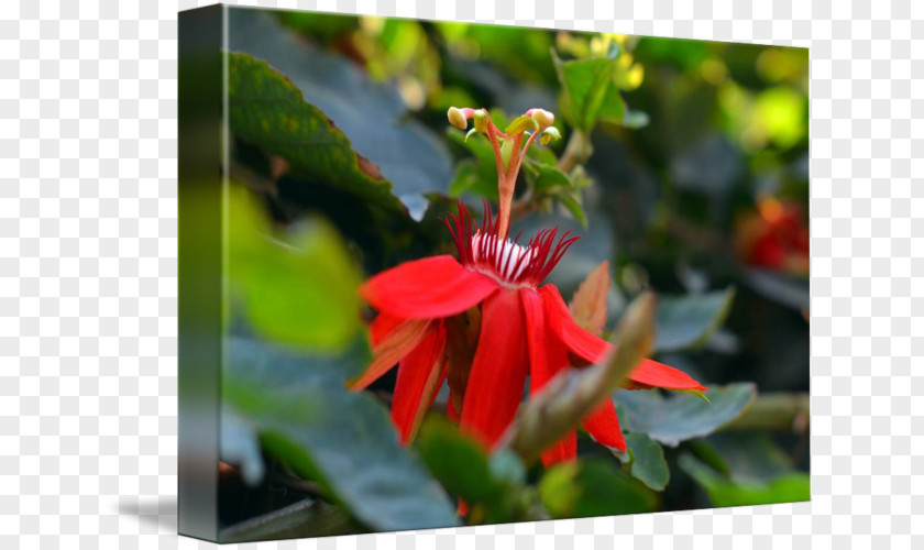 Exotic Flyer Honeysuckle Flora Wildflower Petal PNG