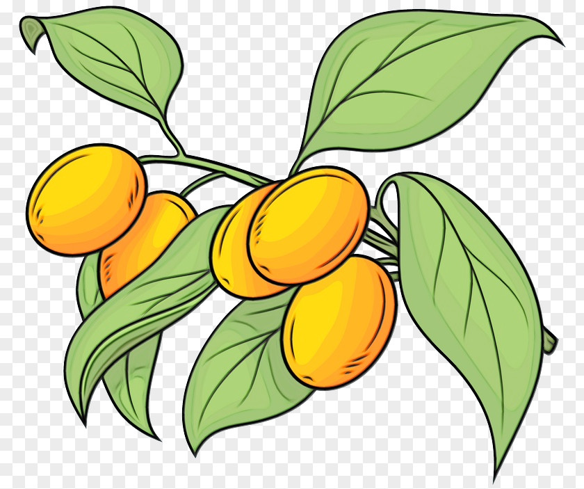 Leaf Plant Stem Citrus Tree Flower PNG