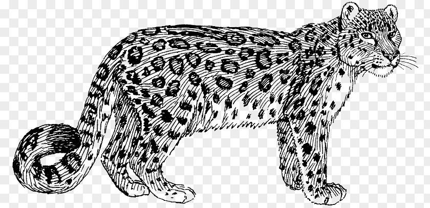 Leopard Cat Felidae Cheetah Snow Tiger Clip Art PNG