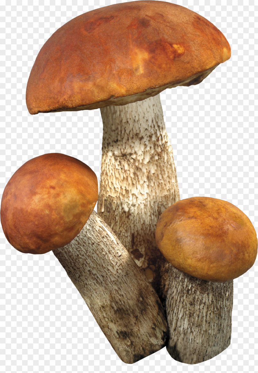 Mushrooms Fungus Information Clip Art PNG