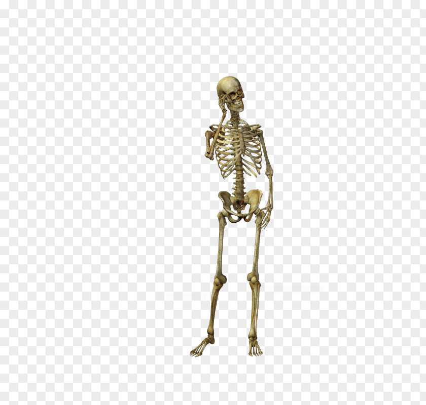 Skull Human Skeleton Bone PNG