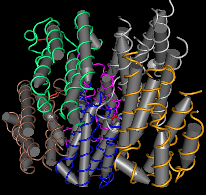 Bacteria Interferon Alfa-2b Cell Type I PNG